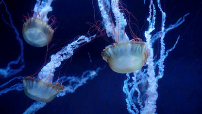 MABO Master Collection Lite