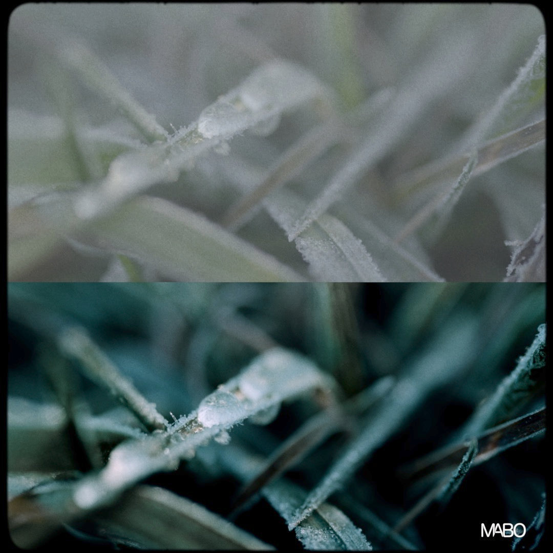 MABO MOOD MAKER LUTs | For All Cameras